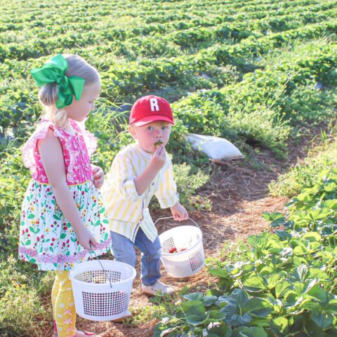 Strawberries | Hyde Farms