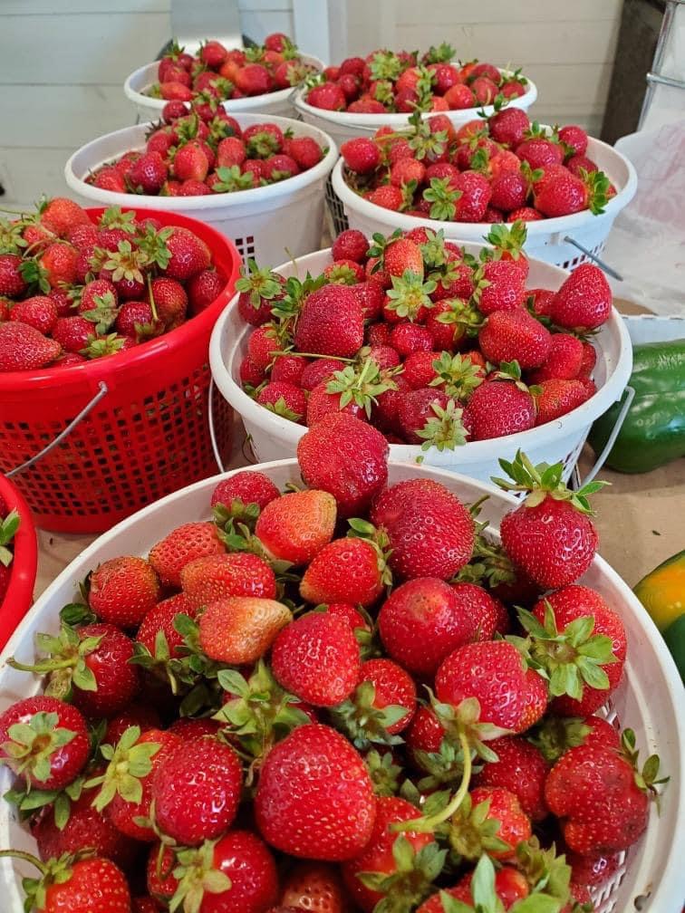 Strawberries | Hyde Farms